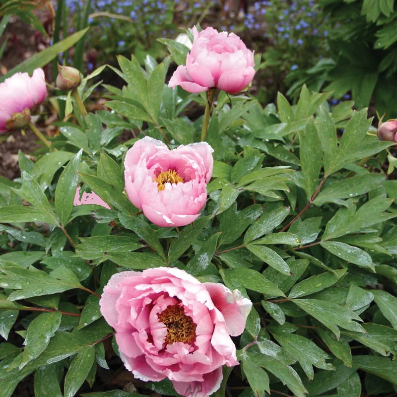 claireaustin-hardyplants3027828