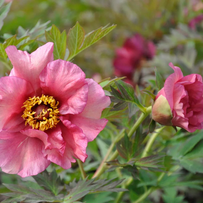claireaustin-hardyplants3027854