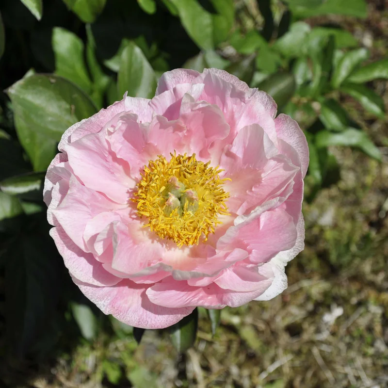 claireaustin-hardyplants3027914