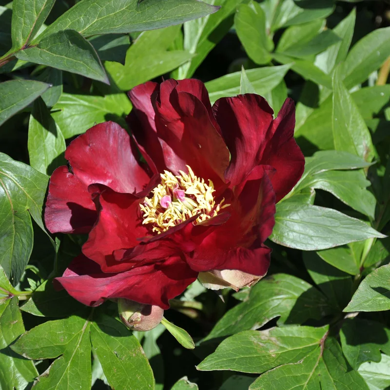 claireaustin-hardyplants3028061