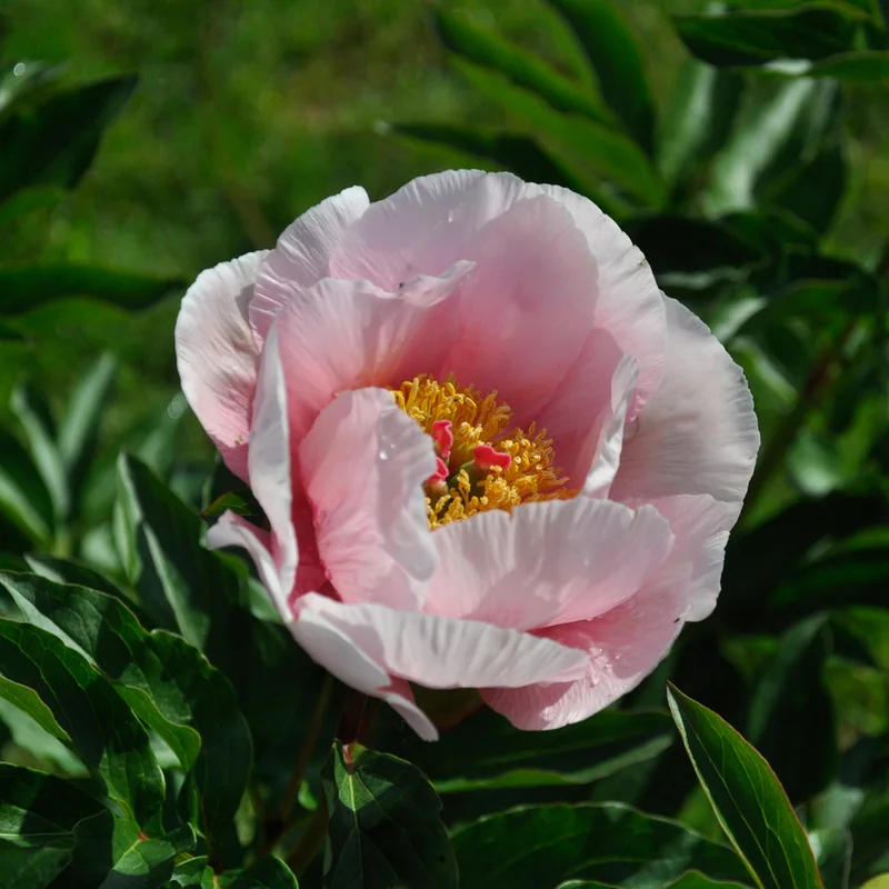 claireaustin-hardyplants3028444