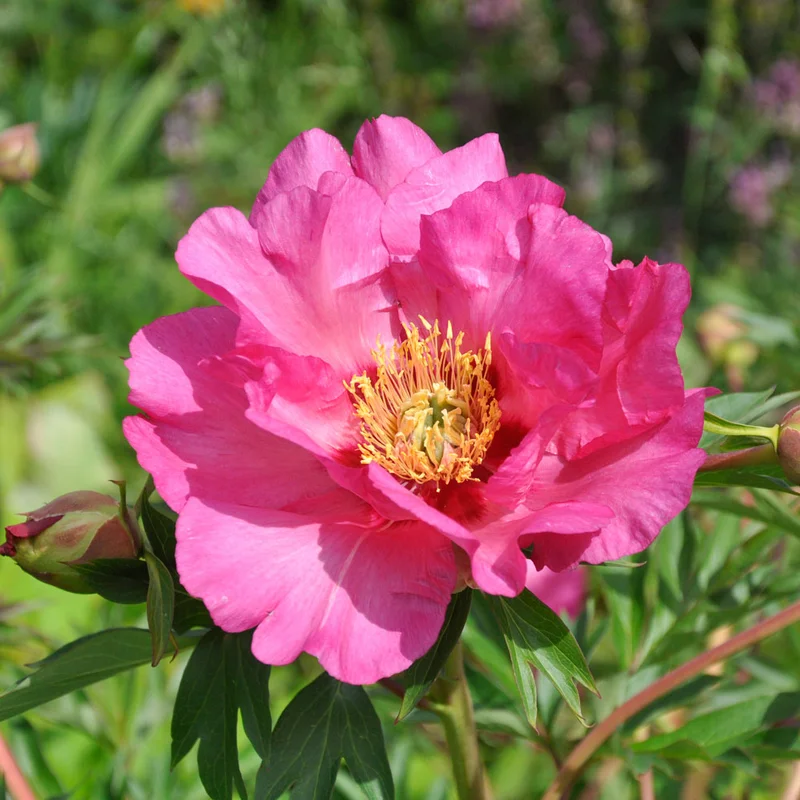 claireaustin-hardyplants3028592