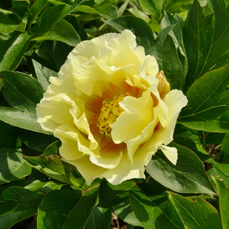 claireaustin-hardyplants3028621