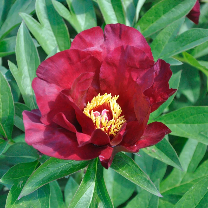 claireaustin-hardyplants3028650