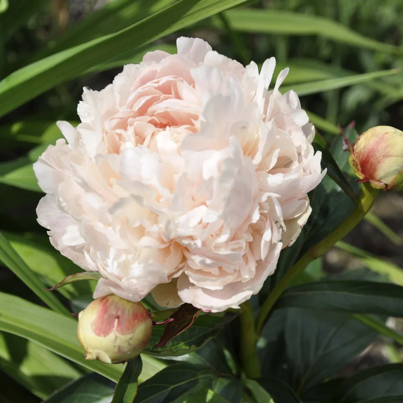 claireaustin-hardyplants3028834