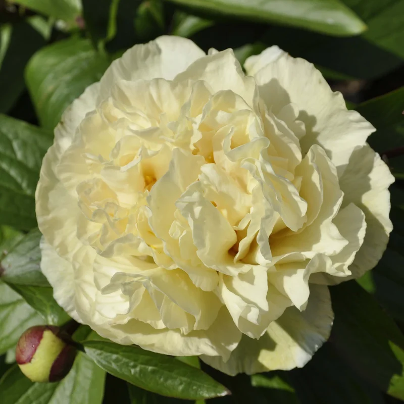 claireaustin-hardyplants3028866