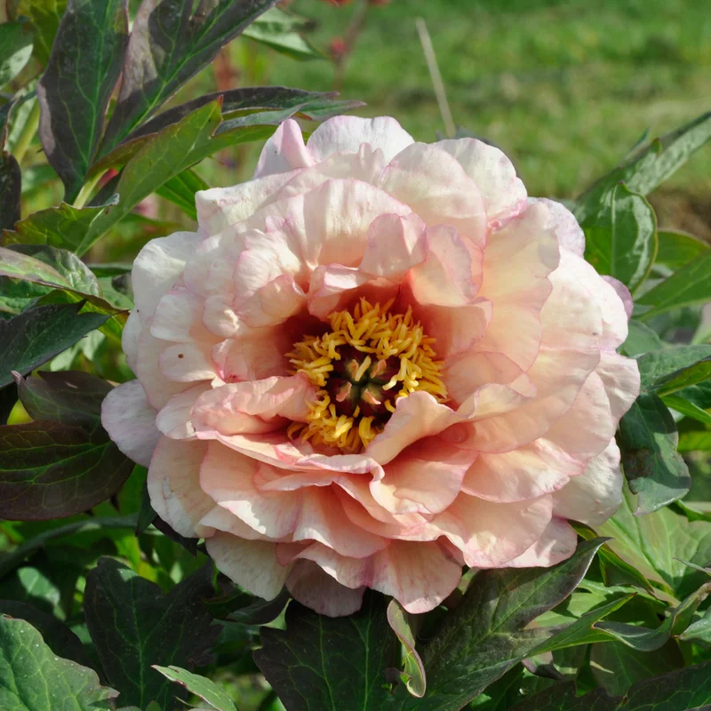 claireaustin-hardyplants3028914