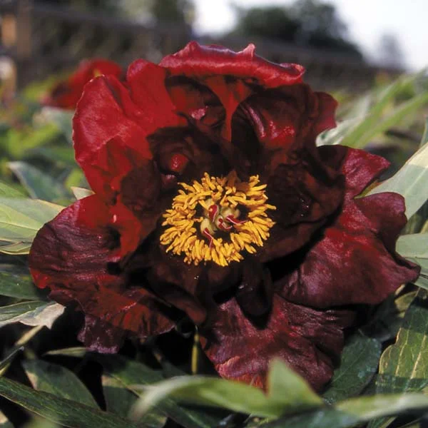 claireaustin-hardyplants3029208