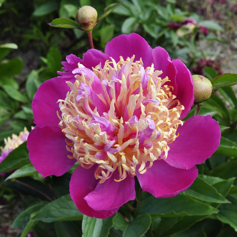 claireaustin-hardyplants3029250