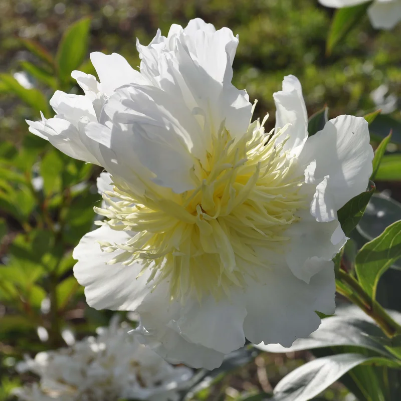 claireaustin-hardyplants3029286