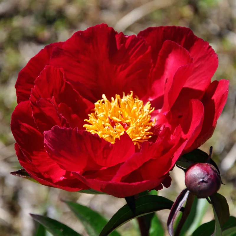 claireaustin-hardyplants3029310