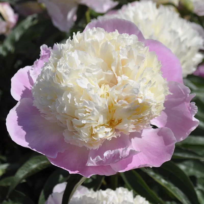 claireaustin-hardyplants3029365