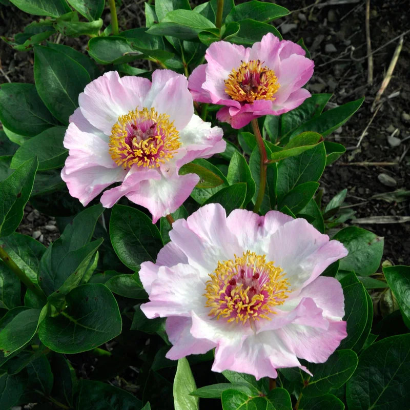 claireaustin-hardyplants3029399