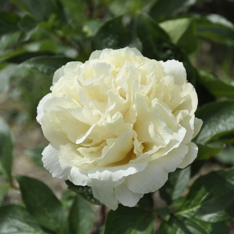 claireaustin-hardyplants3029511