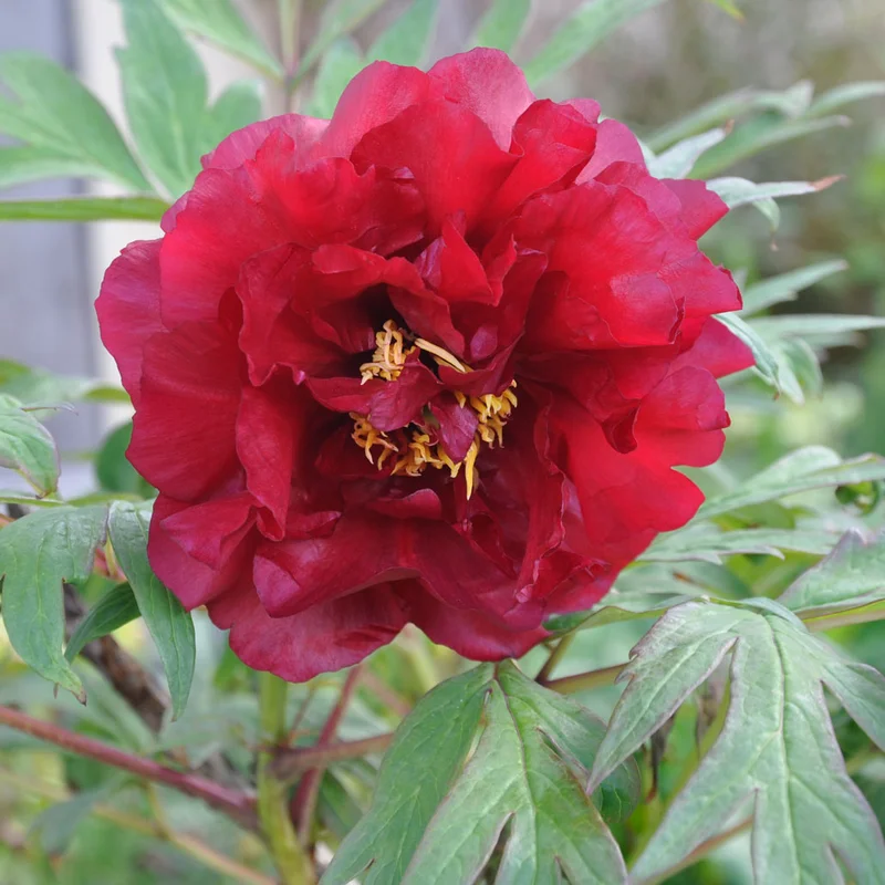 claireaustin-hardyplants3029539