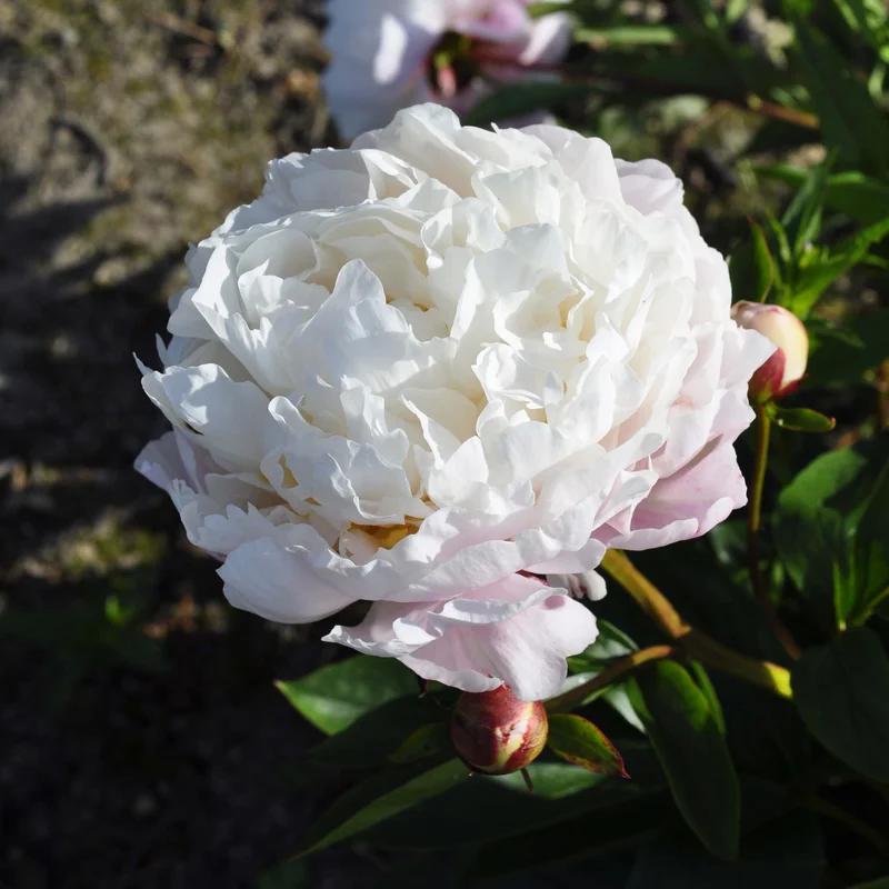 claireaustin-hardyplants3029581