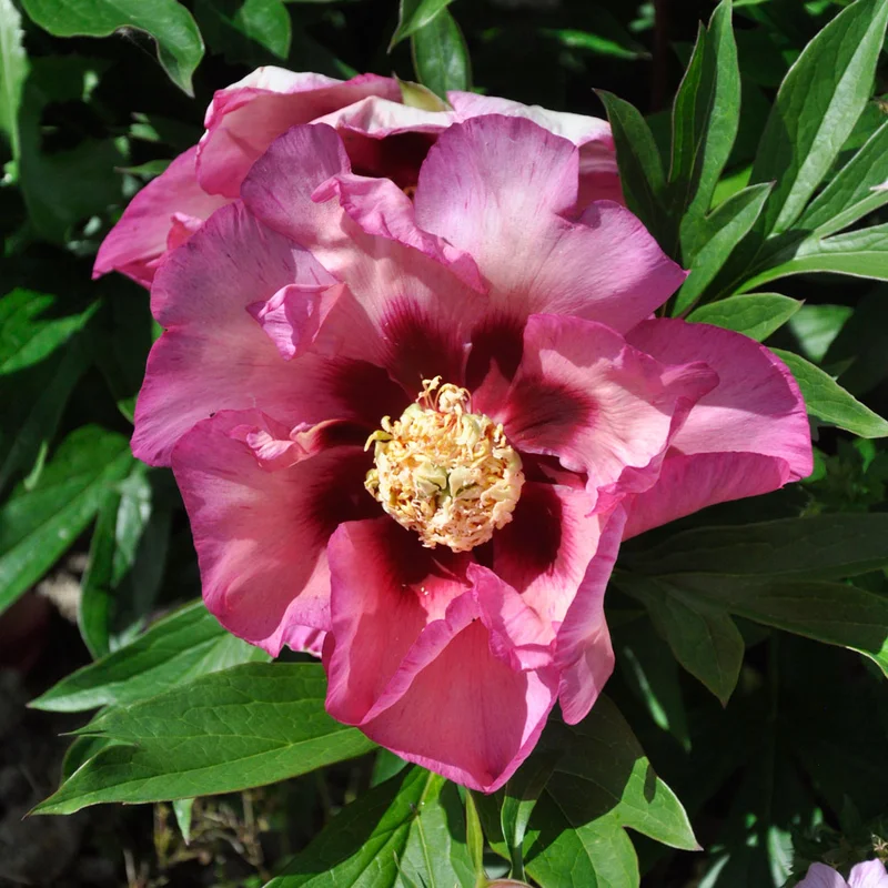 claireaustin-hardyplants3029612