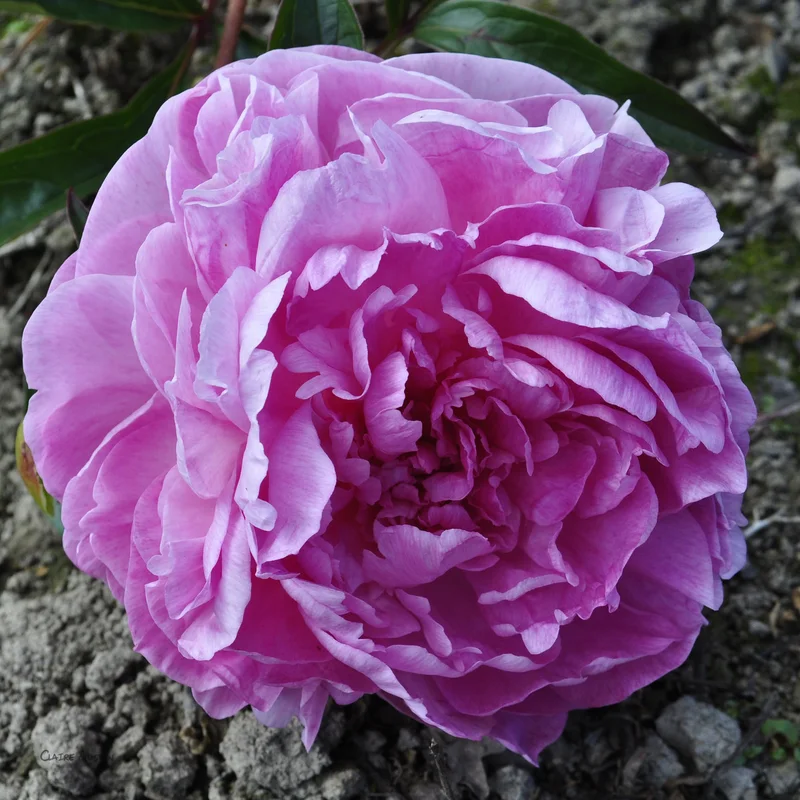 claireaustin-hardyplants3029659