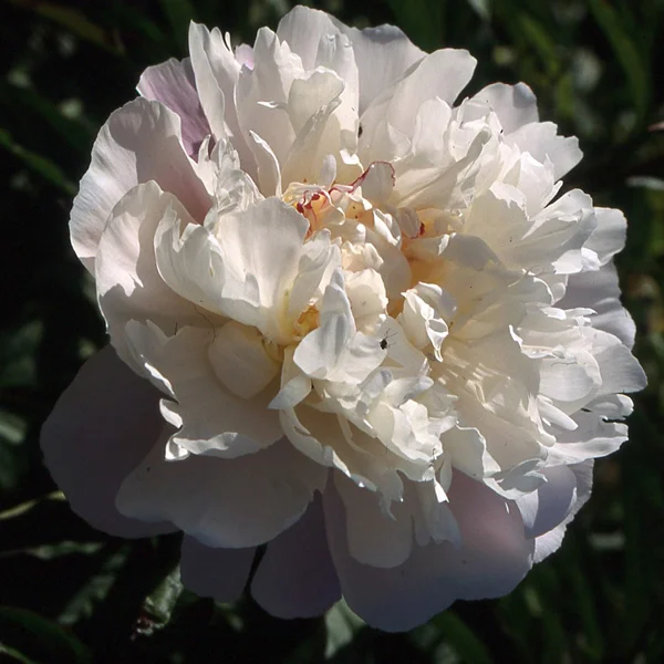 claireaustin-hardyplants3029684