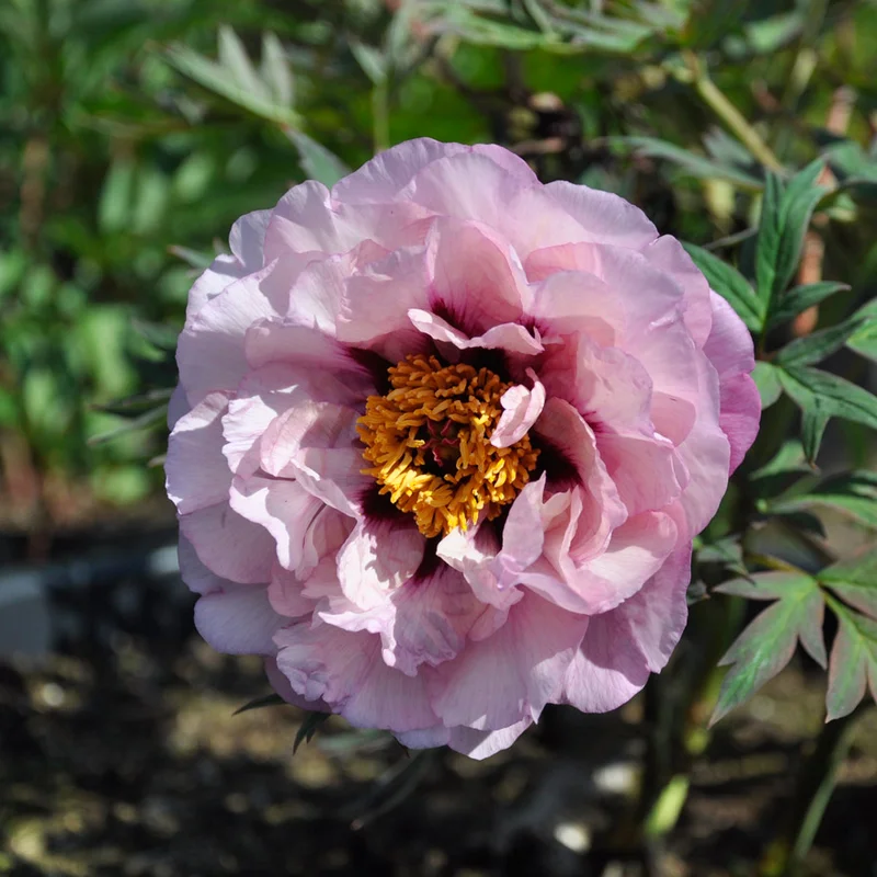 claireaustin-hardyplants3029737