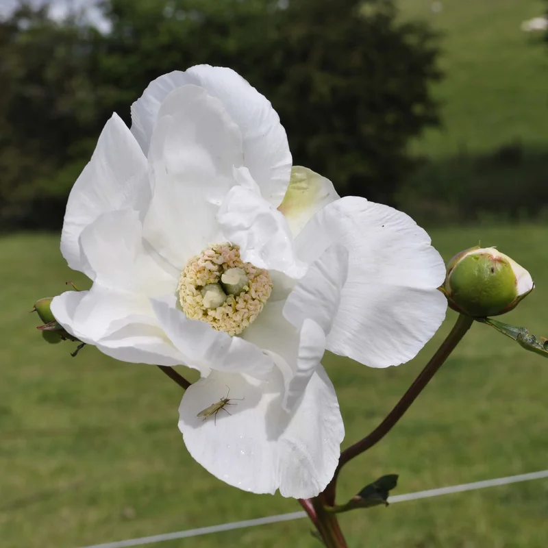 claireaustin-hardyplants3029895