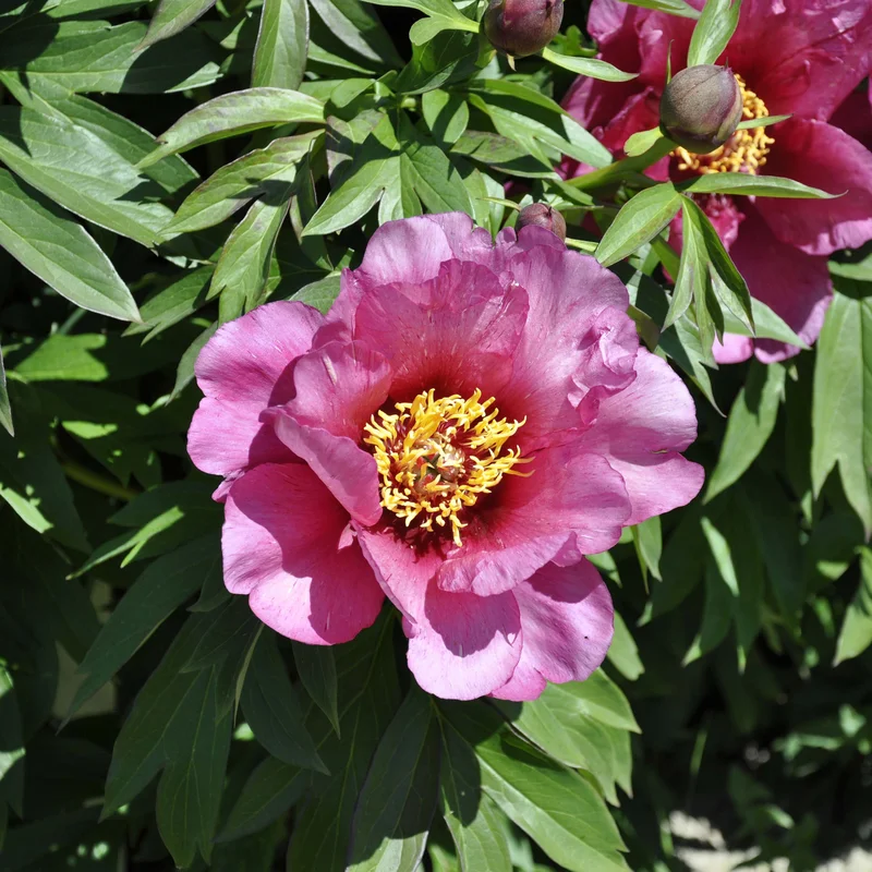 claireaustin-hardyplants3029972