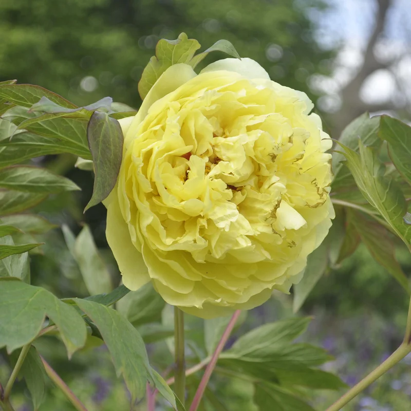 claireaustin-hardyplants3030010