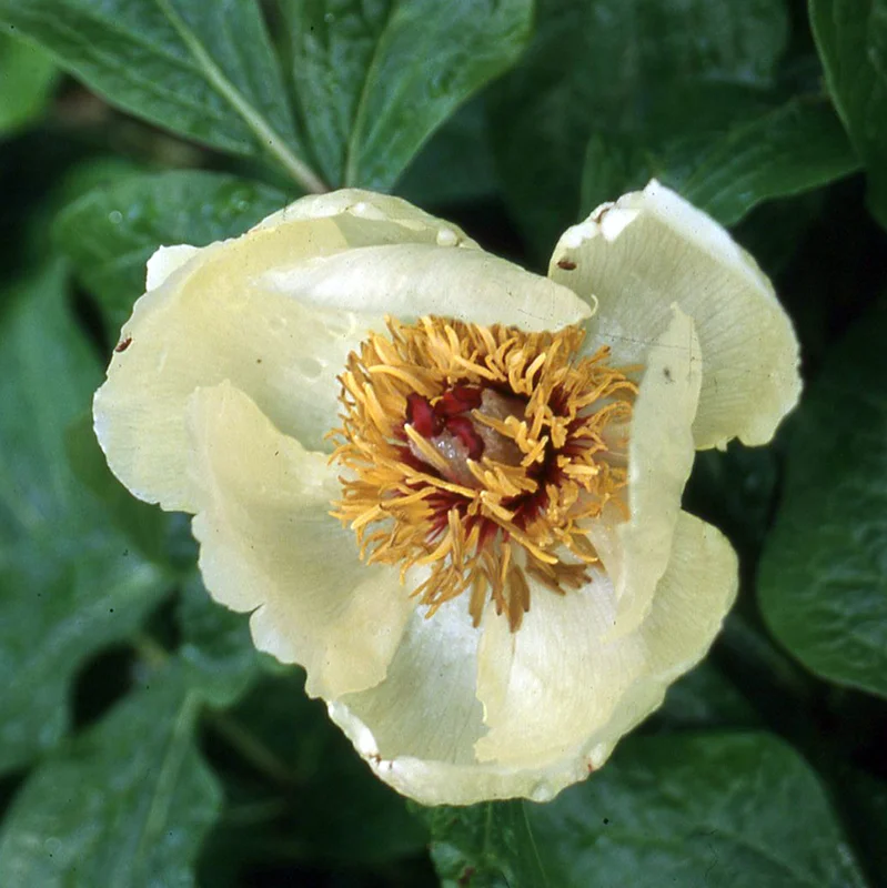 claireaustin-hardyplants3030430