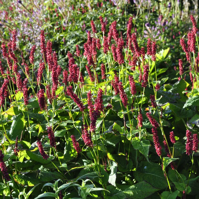 claireaustin-hardyplants3031027