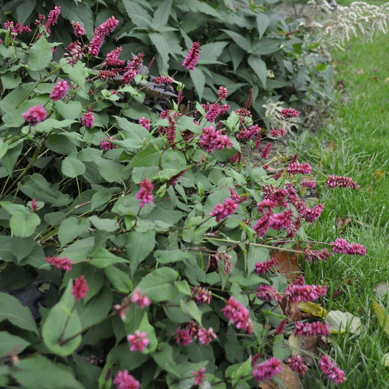 claireaustin-hardyplants3031140