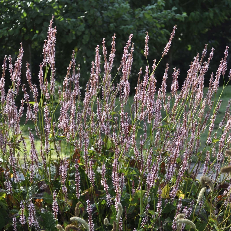 claireaustin-hardyplants3031458
