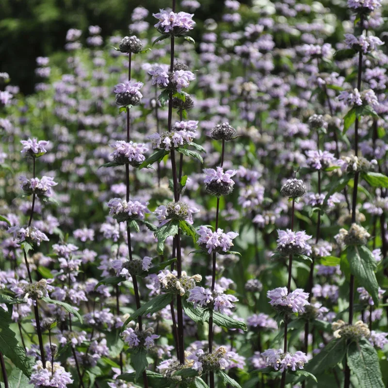 claireaustin-hardyplants3031919