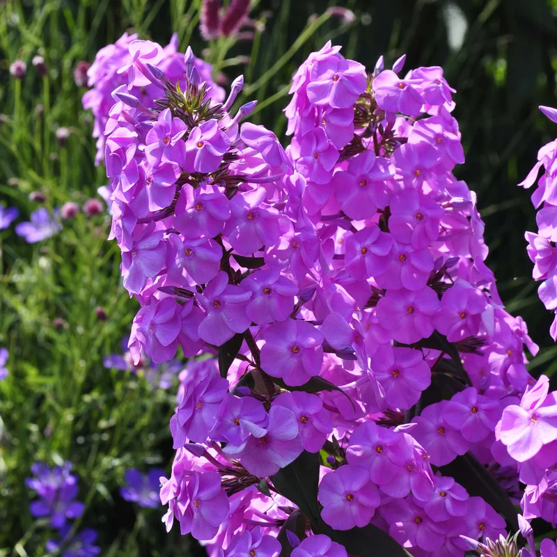 claireaustin-hardyplants3032026