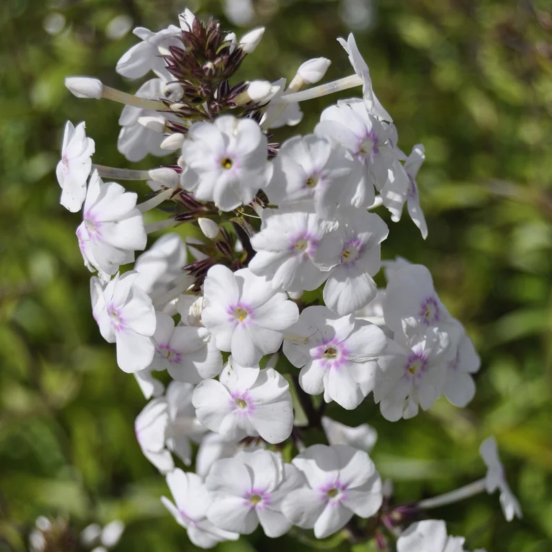claireaustin-hardyplants3032100