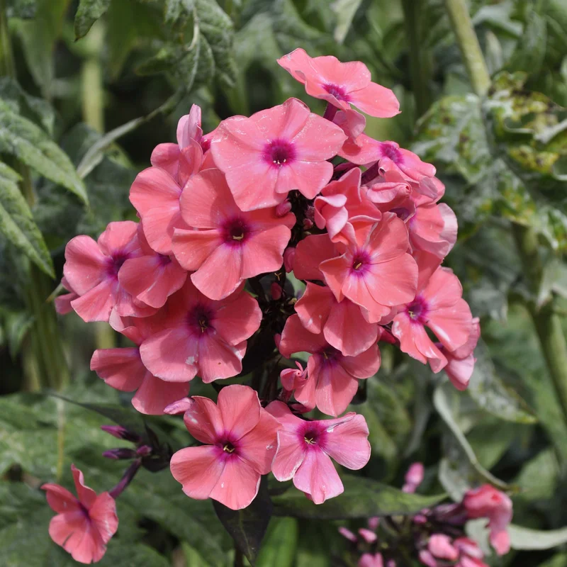 claireaustin-hardyplants3032552