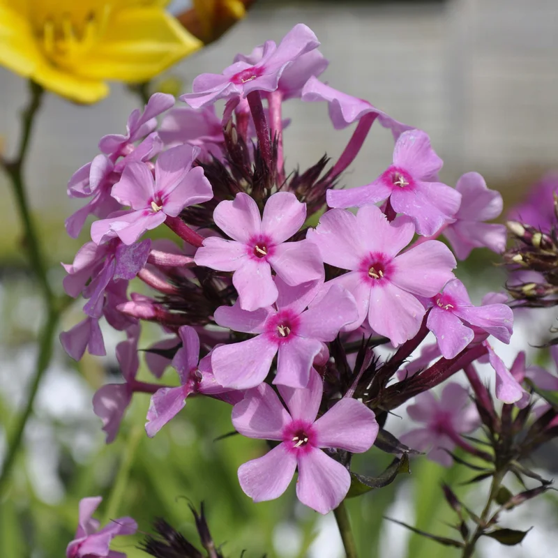 claireaustin-hardyplants3032643