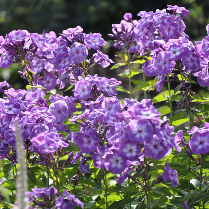 claireaustin-hardyplants3032751