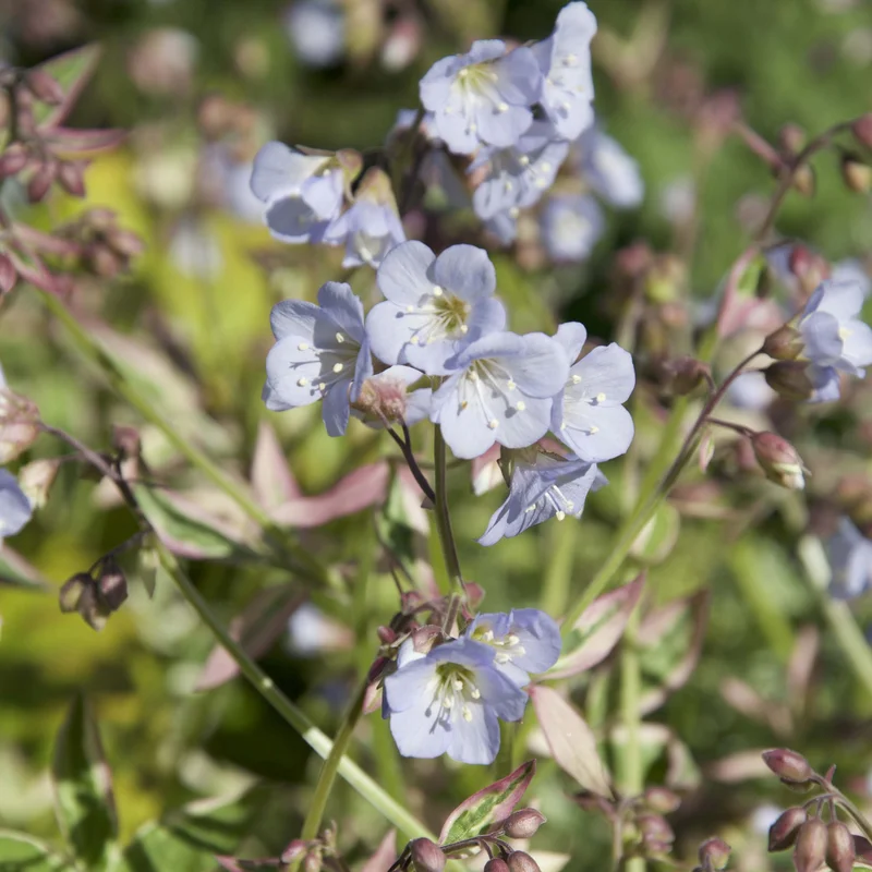 claireaustin-hardyplants3033053