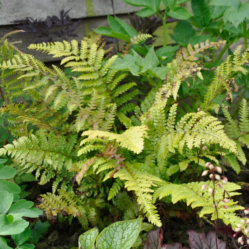 claireaustin-hardyplants3033207