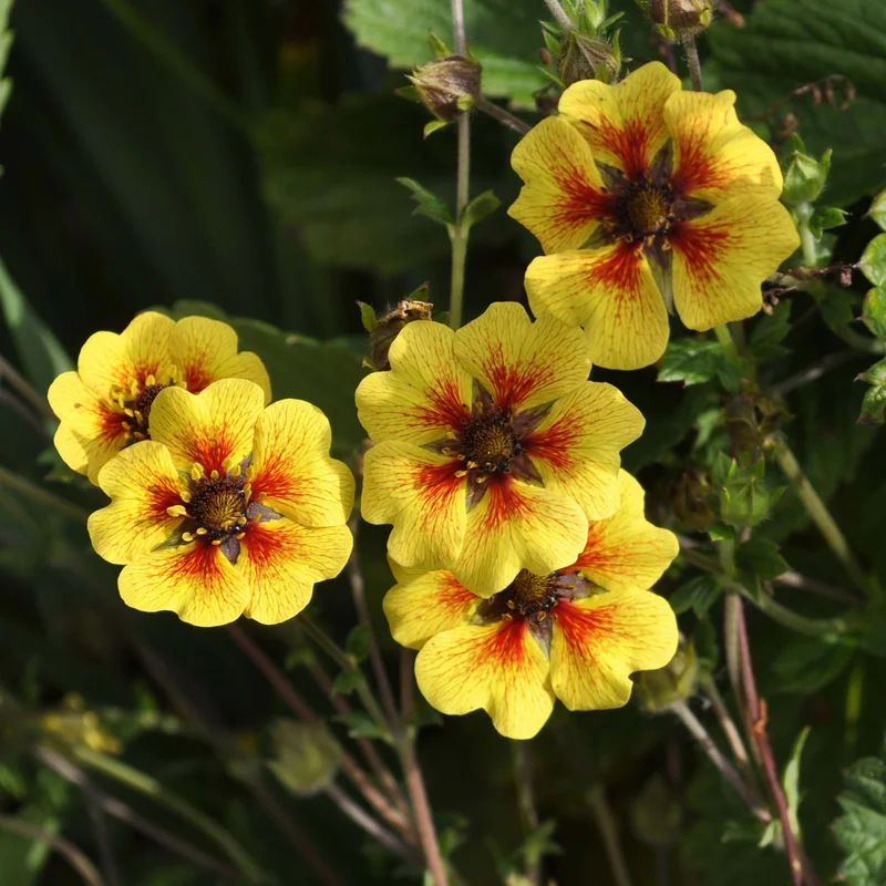 claireaustin-hardyplants3033339
