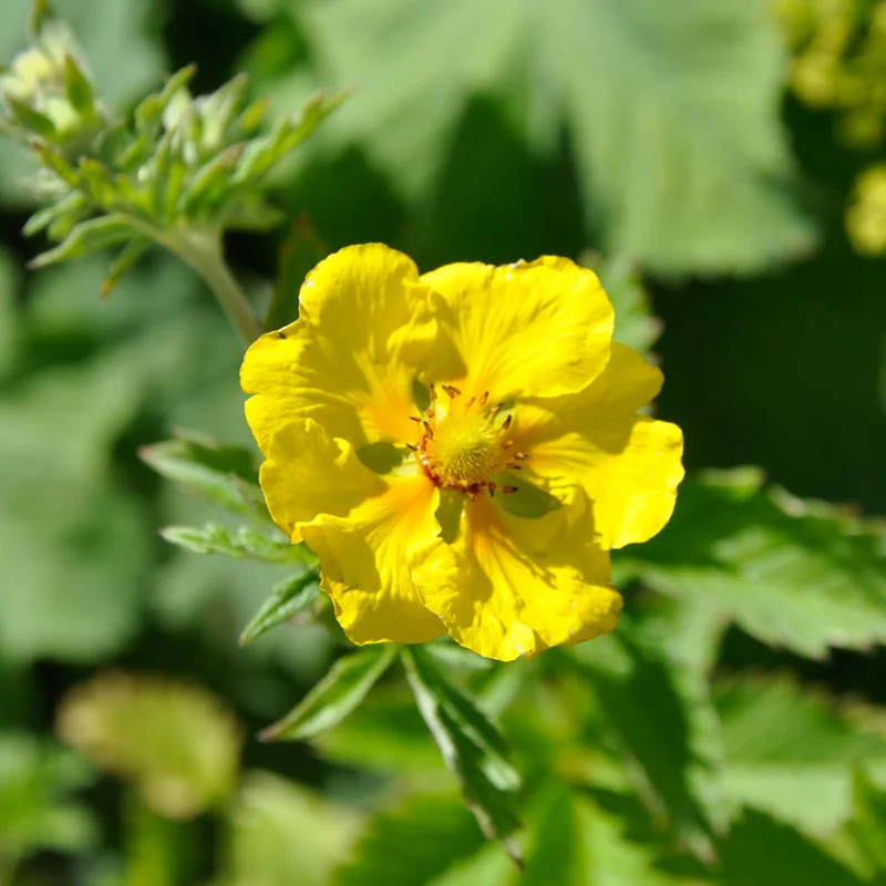claireaustin-hardyplants3033370