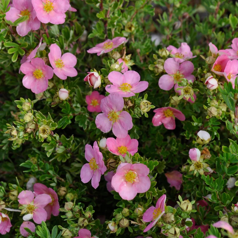 claireaustin-hardyplants3033465