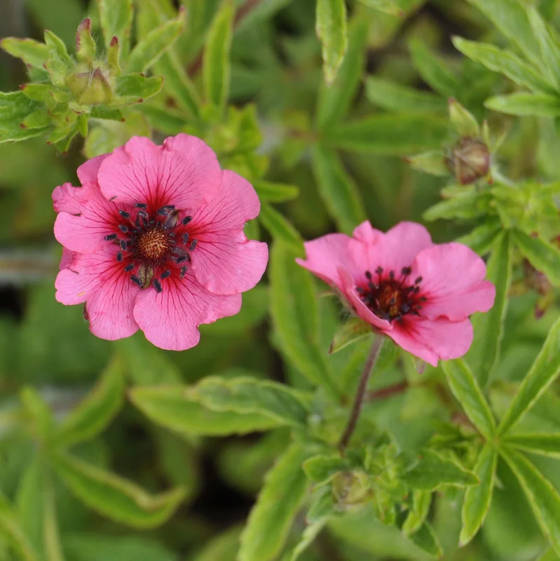 claireaustin-hardyplants3033499