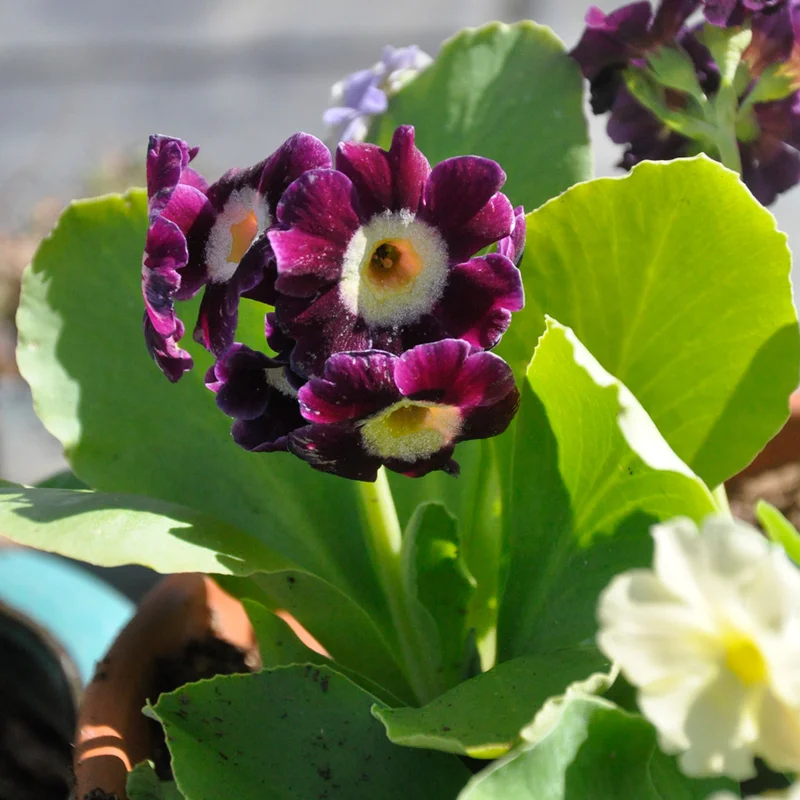 claireaustin-hardyplants3033703
