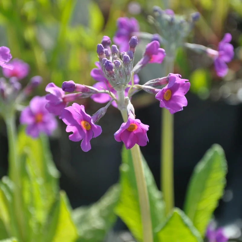 claireaustin-hardyplants3033745
