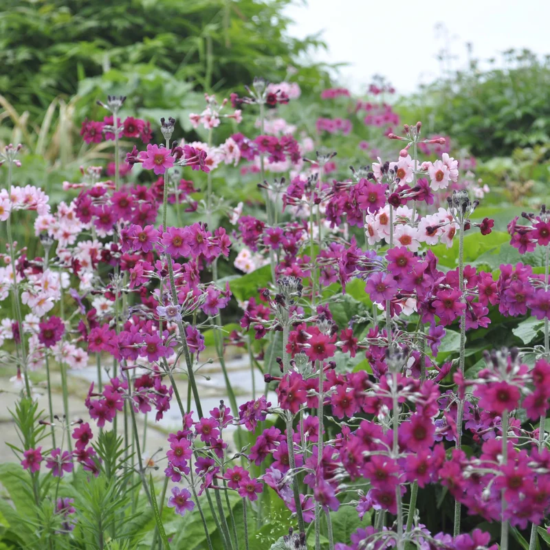 claireaustin-hardyplants3033808