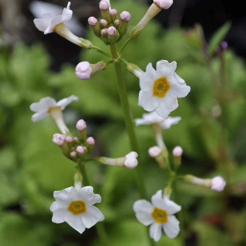claireaustin-hardyplants3033838