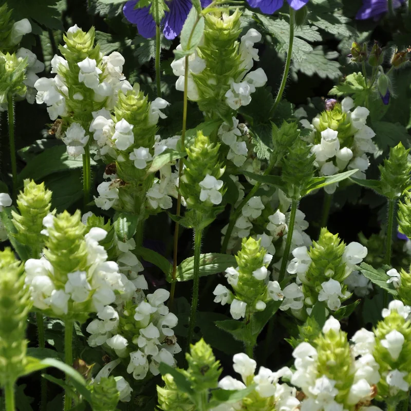 claireaustin-hardyplants3034029