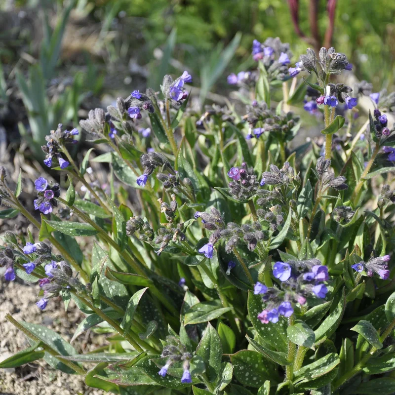claireaustin-hardyplants3034312