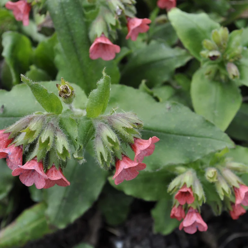 claireaustin-hardyplants3034584